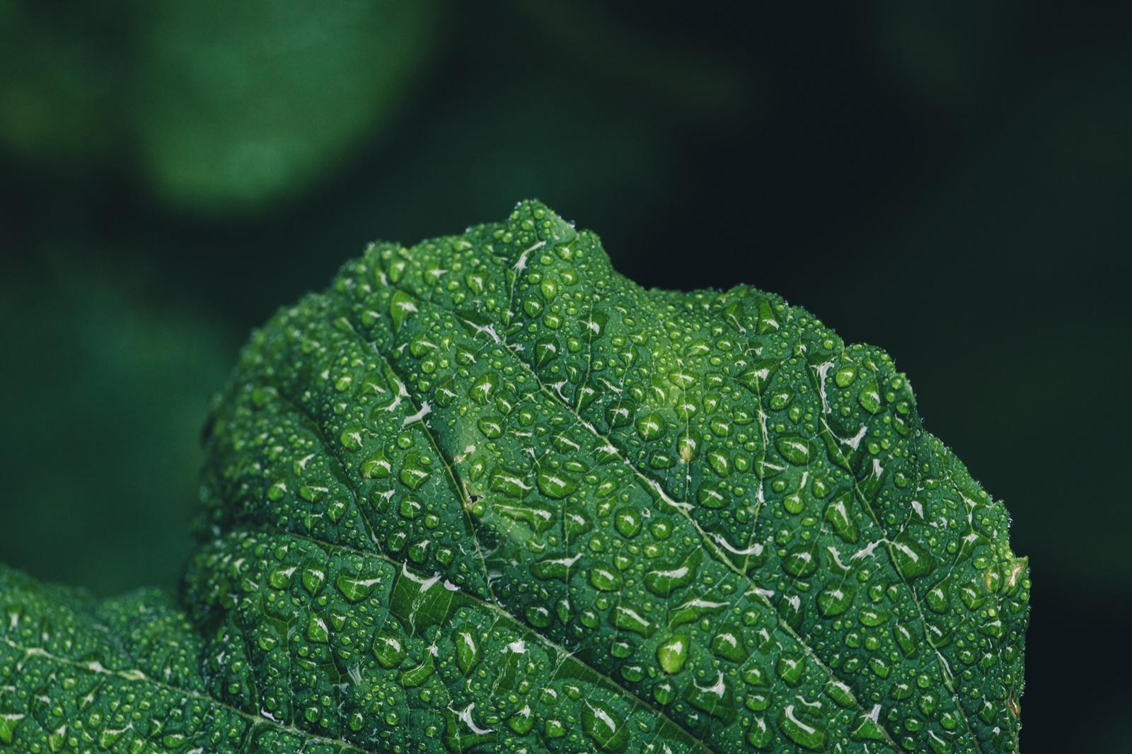 A vivid green leaf covered in fresh rainwater droplets