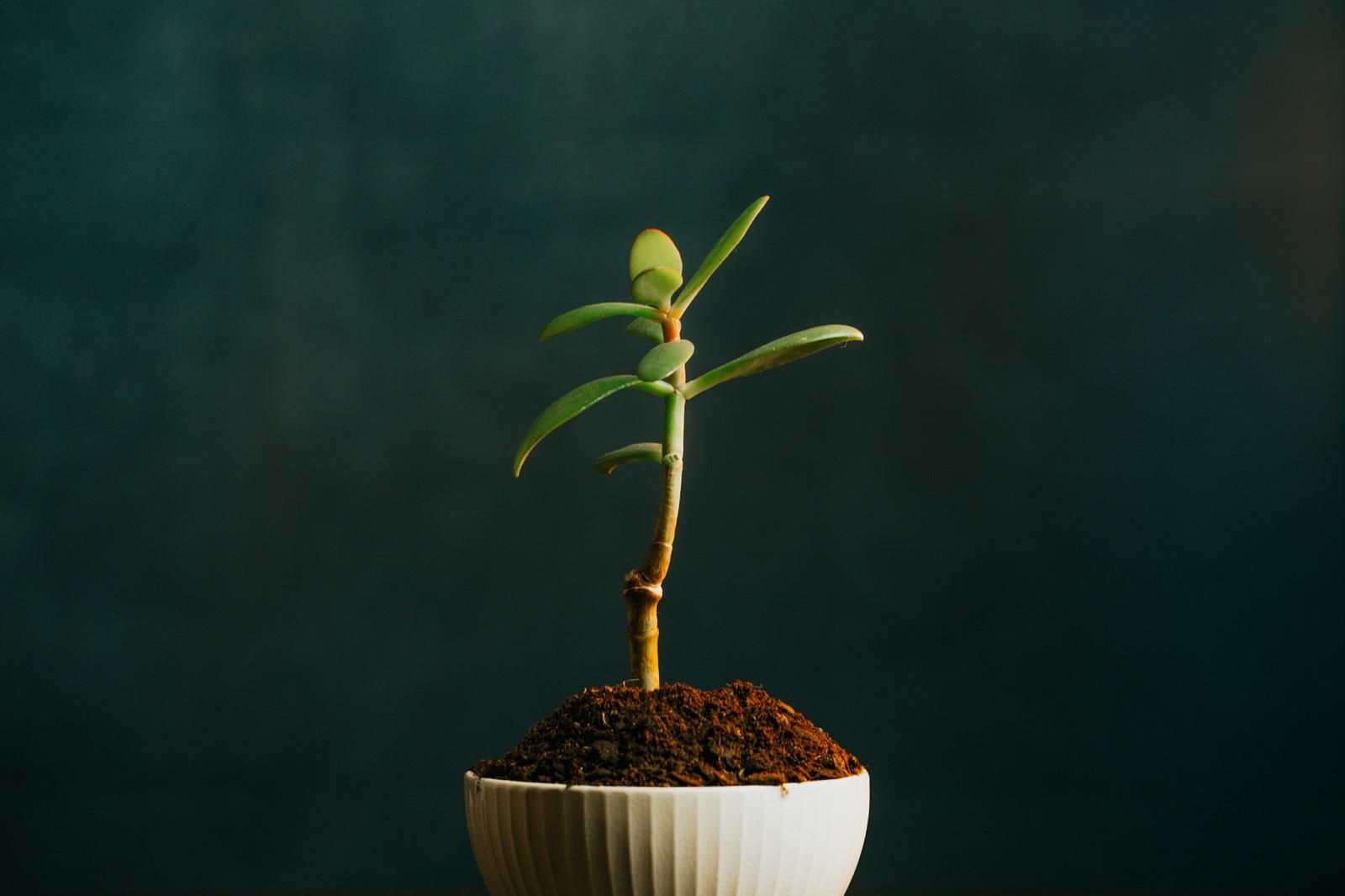 A small jade houseplant in a white pot against a dark green background