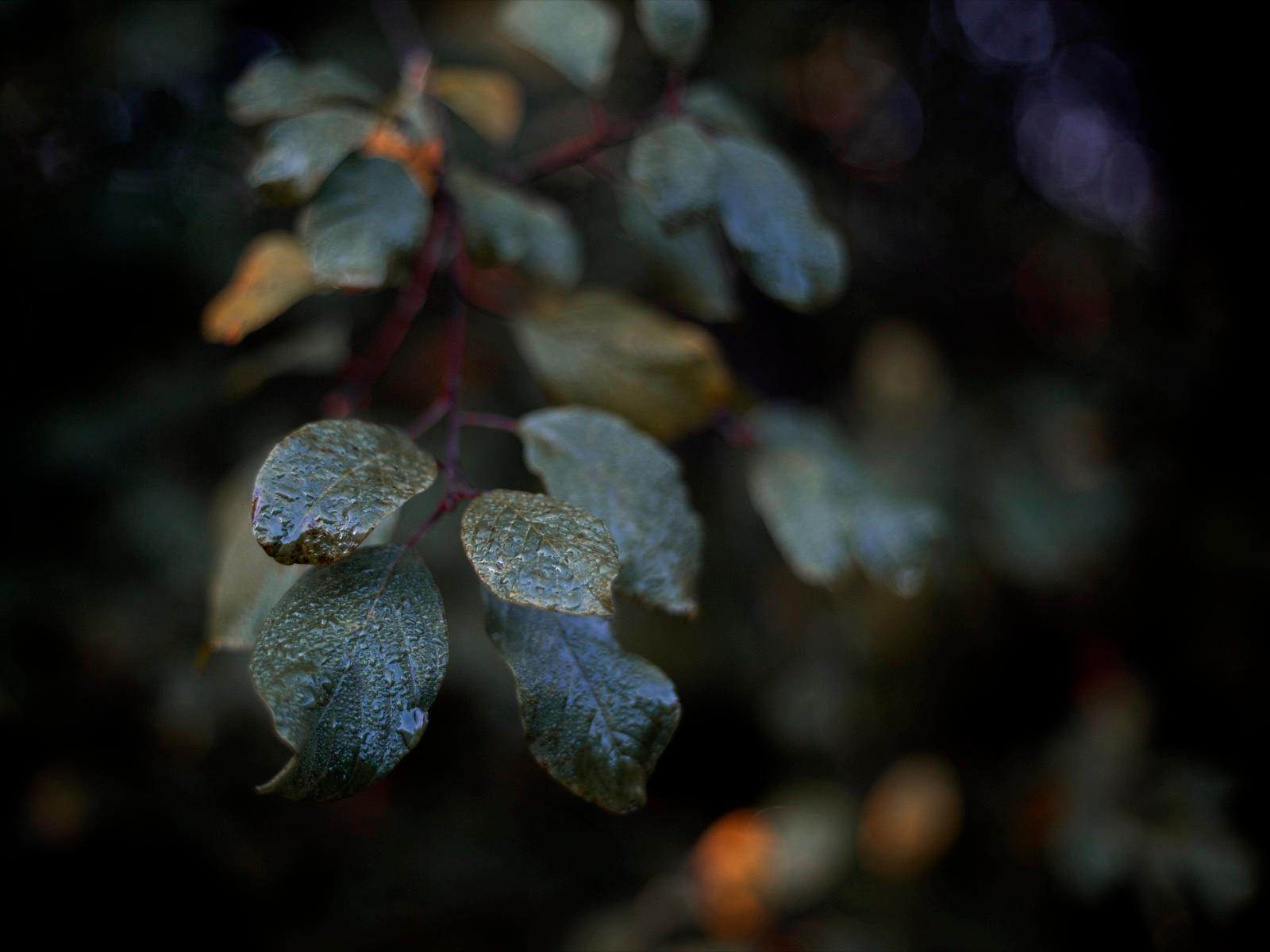 Raindrops clinging to dark green leaves at dusk